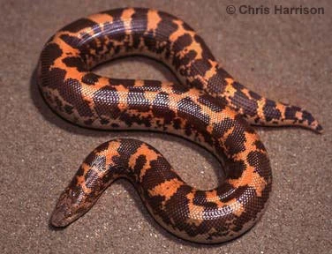 Kenyansk sandboa (Eryx colubrinus loveridgei)